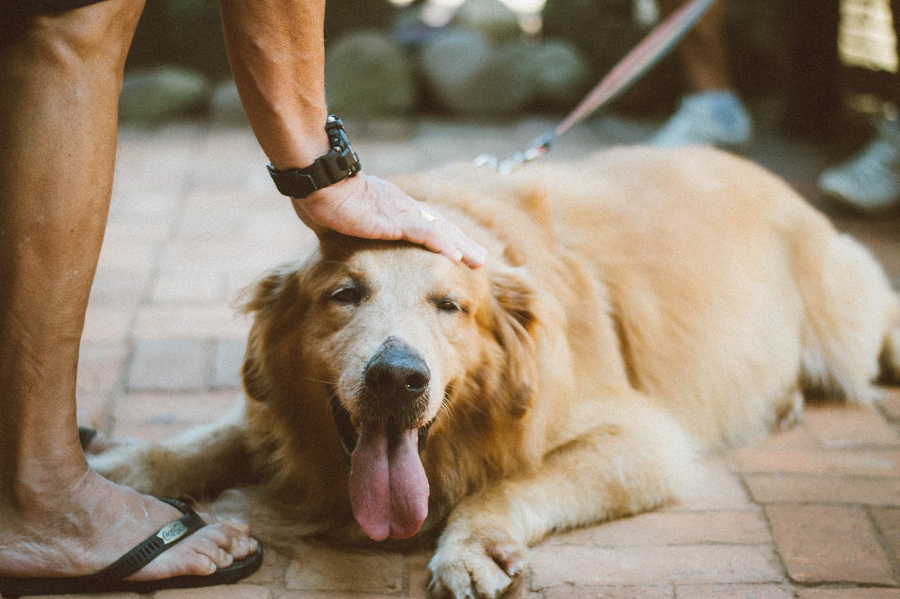 Choosing a Pet That Matches Your Personality