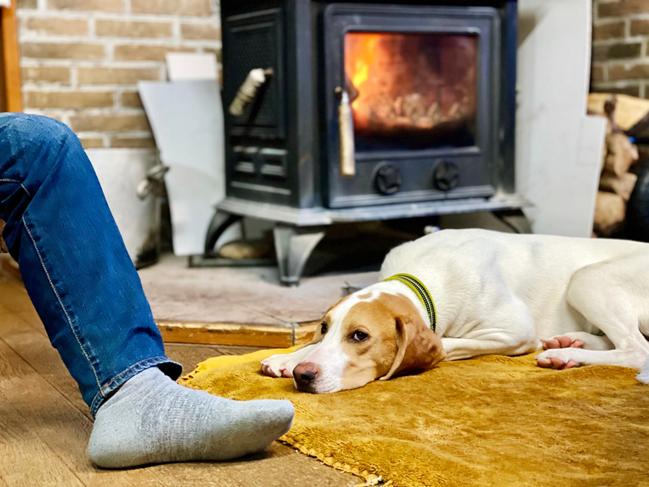 https://www.shutterstock.com/image-photo/dog-lying-down-persons-feet-relaxing-1996002446