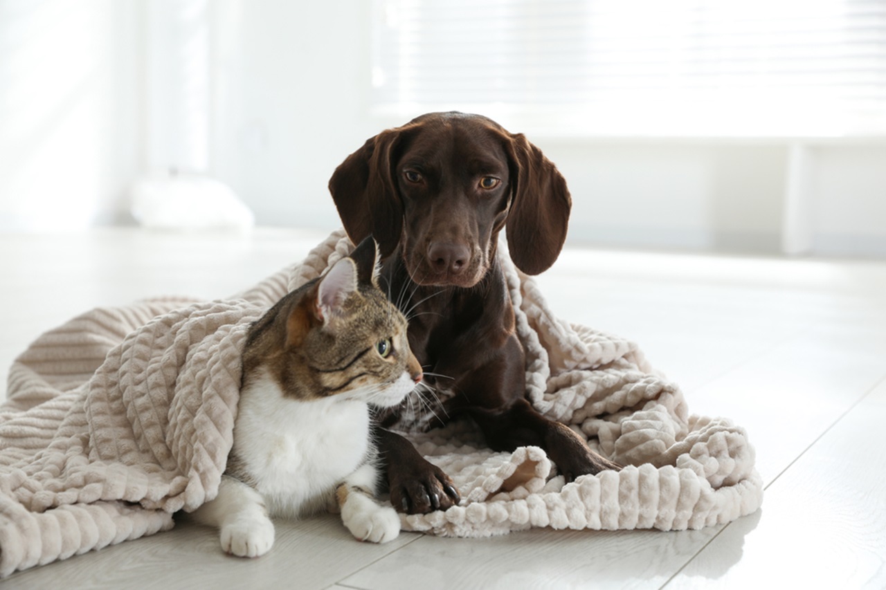 Overnight Pet Sitting Etiquette The Dos and Don’ts for Pet Sitters and Owners