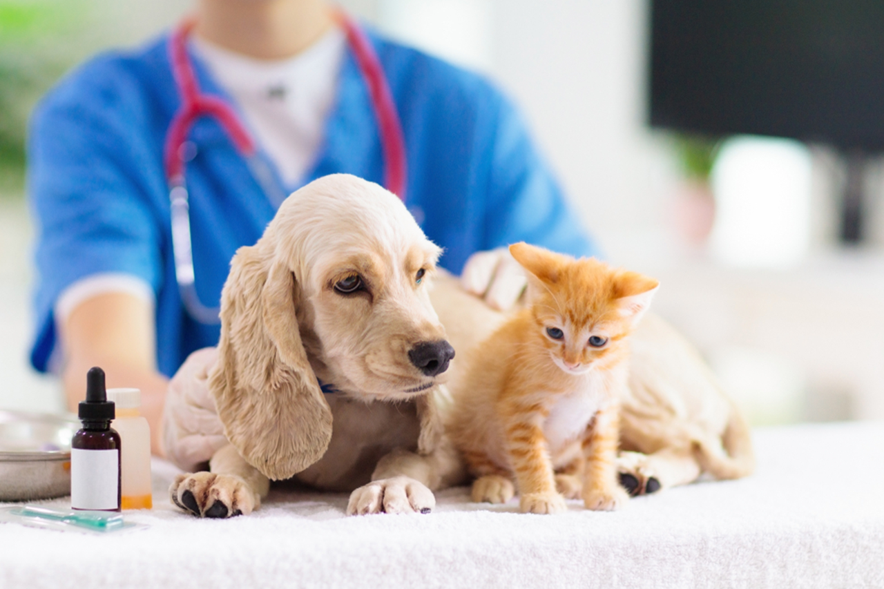 Proven Ways to Keep your Pet Healthy