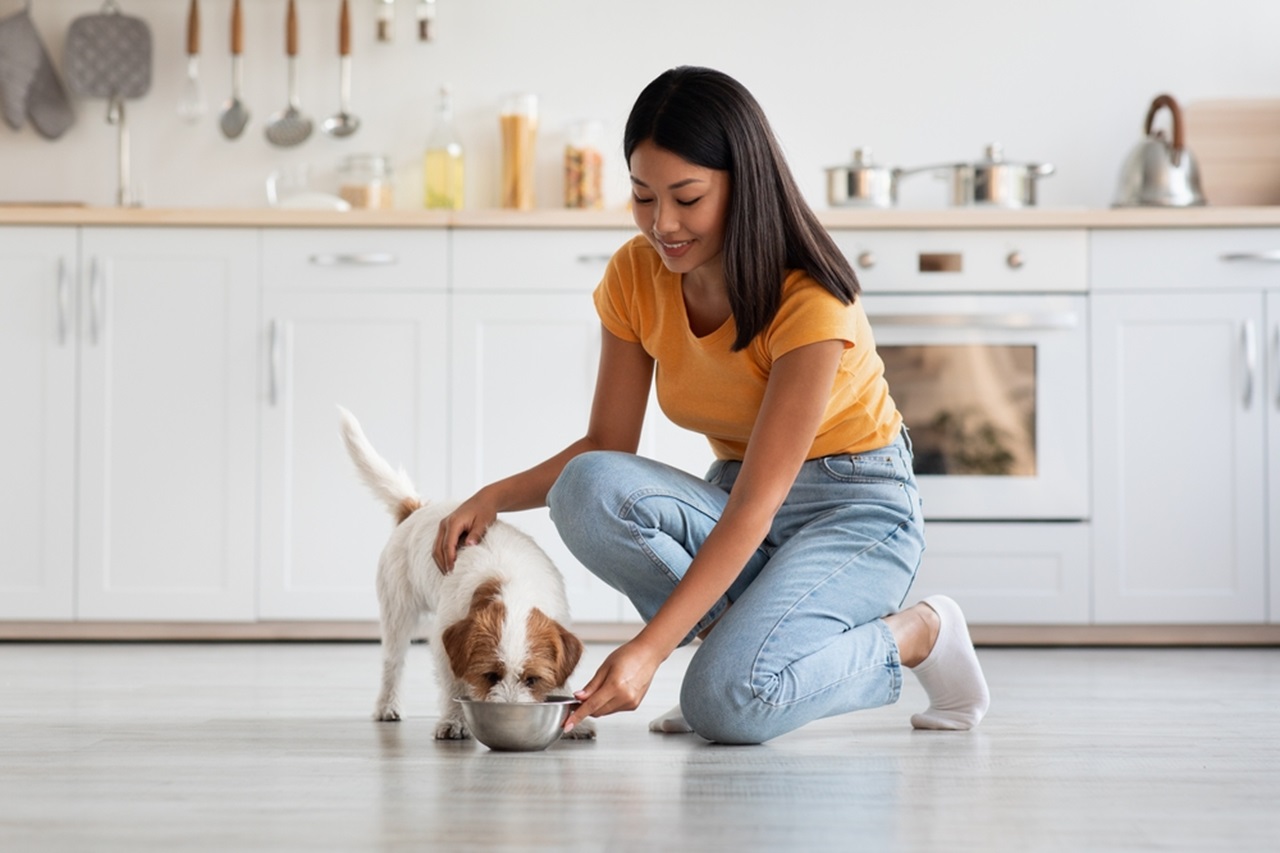 Top Tips for Choosing the Best Pet Sitting Service